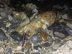 コブシメの釣果