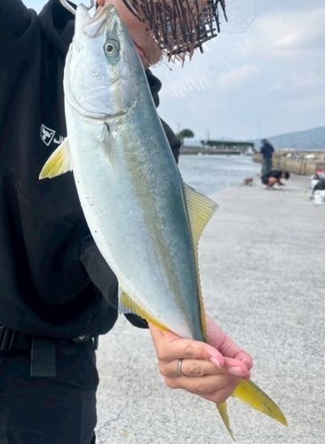 ブリの釣果