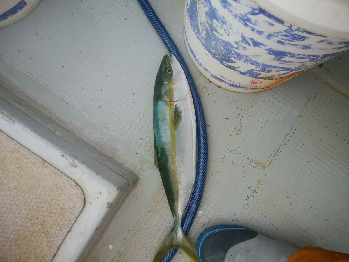 oceaninpact_yukawaさんの釣果 1枚目の画像
