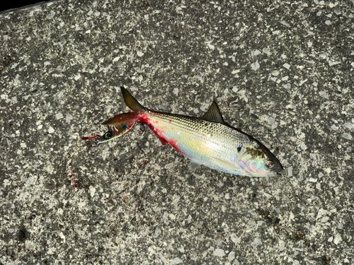 コノシロの釣果