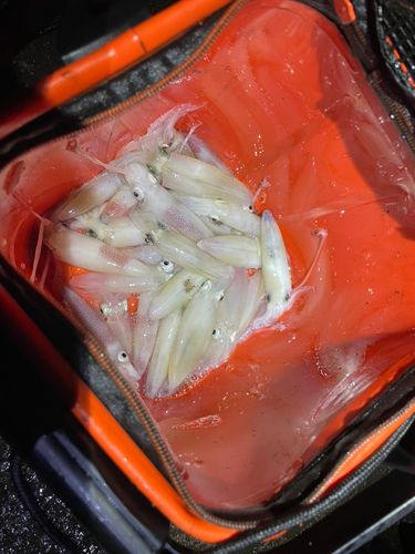 マメイカの釣果