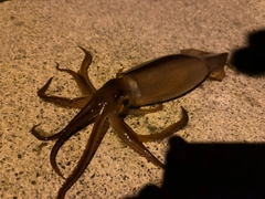 スルメイカの釣果