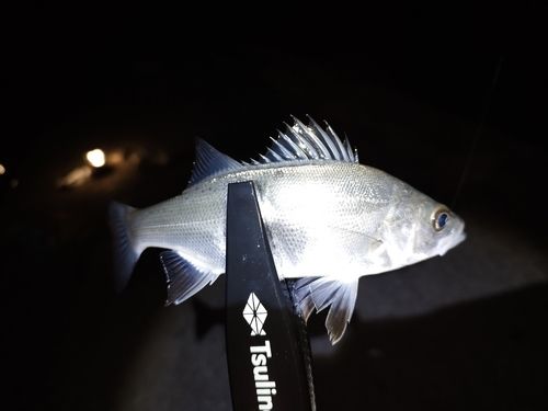 セイゴ（マルスズキ）の釣果