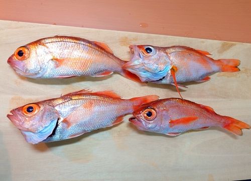 アカムツの釣果