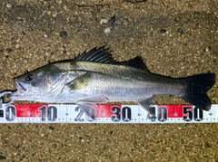 フッコ（マルスズキ）の釣果