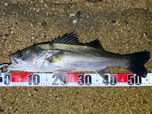 フッコ（マルスズキ）の釣果