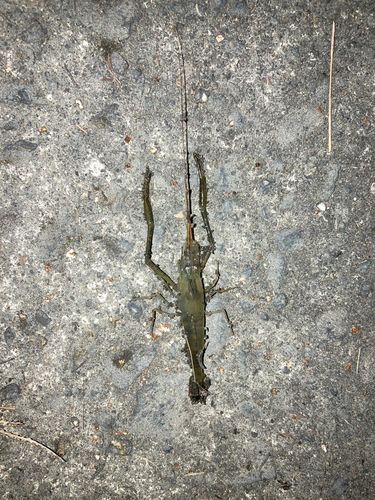 テナガエビの釣果