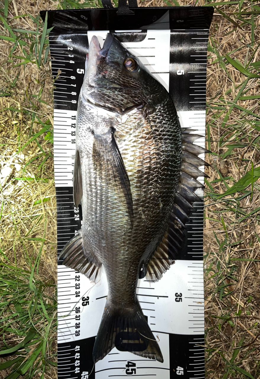 DAIWA 22シルバーウルフ MX 76ML-Sの最安値・インプレ・釣果