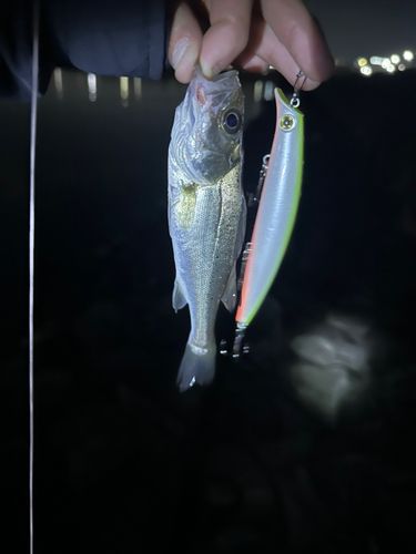 セイゴ（マルスズキ）の釣果