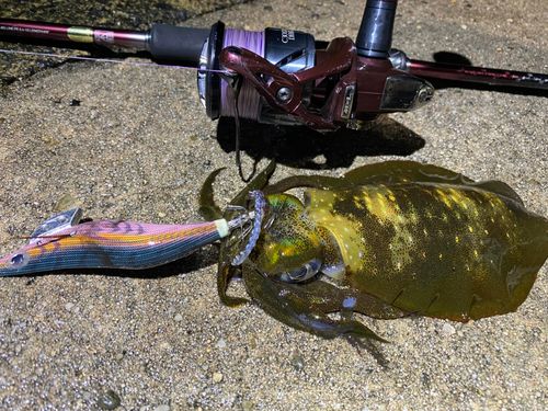 アオリイカの釣果