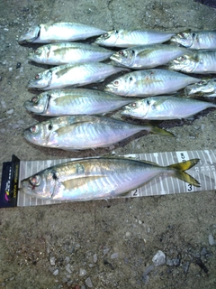アジの釣果