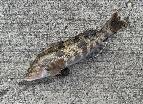 アイナメの釣果