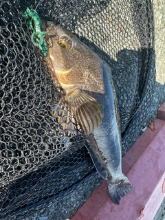 アイナメの釣果