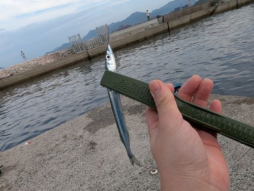サヨリの釣果