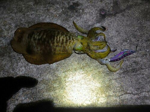 アオリイカの釣果