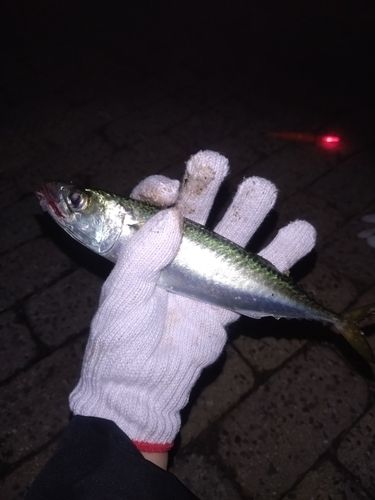 南芦屋浜ベランダ