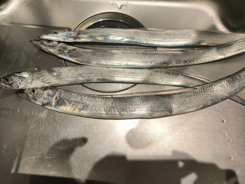 タチウオの釣果