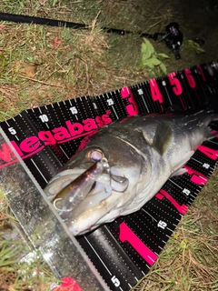 シーバスの釣果