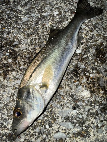 セイゴ（マルスズキ）の釣果