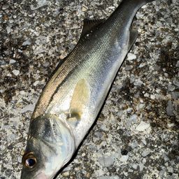 セイゴ（マルスズキ）