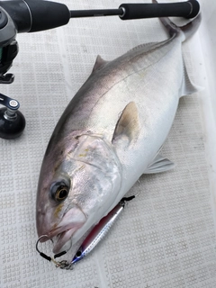 カンパチの釣果