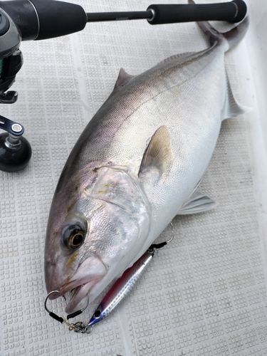 カンパチの釣果