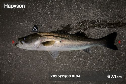 シーバスの釣果