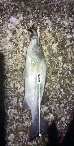 フッコ（ヒラスズキ）の釣果