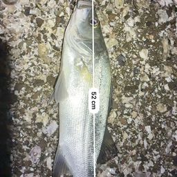 フッコ(ヒラスズキ)