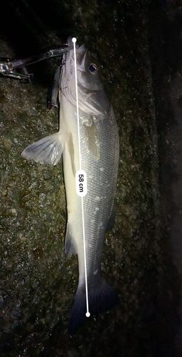 フッコ（ヒラスズキ）の釣果