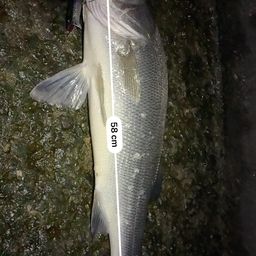 フッコ(ヒラスズキ)