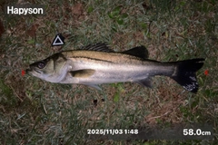 シーバスの釣果