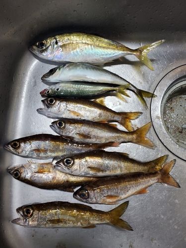 マアジの釣果