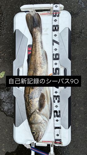 シーバスの釣果