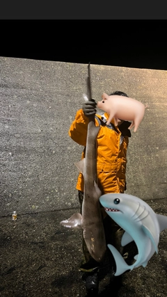 ドチザメの釣果