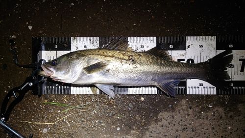 シーバスの釣果