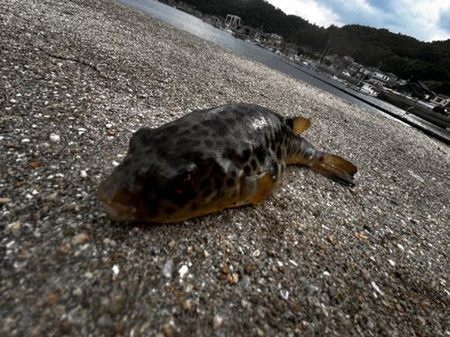クサフグの釣果