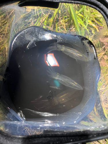 マメイカの釣果