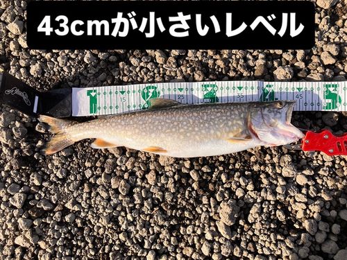 レイクトラウトの釣果