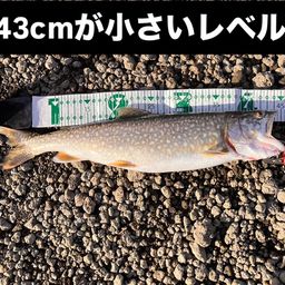 レイクトラウト