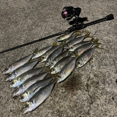 アジの釣果