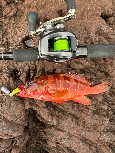 アカハタの釣果