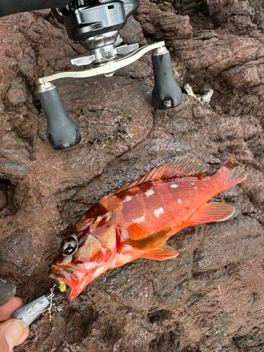 アカハタの釣果