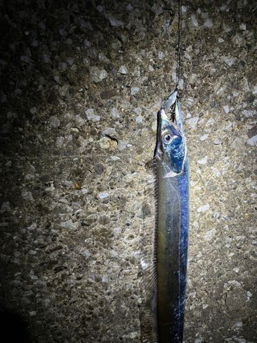 タチウオの釣果