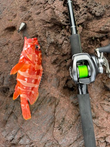 アカハタの釣果