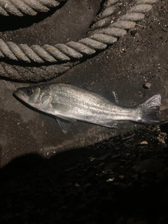 セイゴ（ヒラスズキ）の釣果