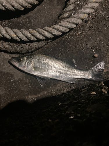 セイゴ（ヒラスズキ）の釣果