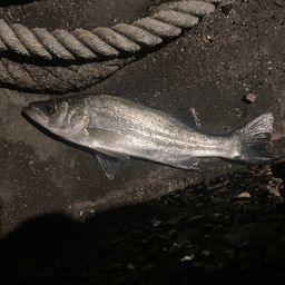 セイゴ（ヒラスズキ）