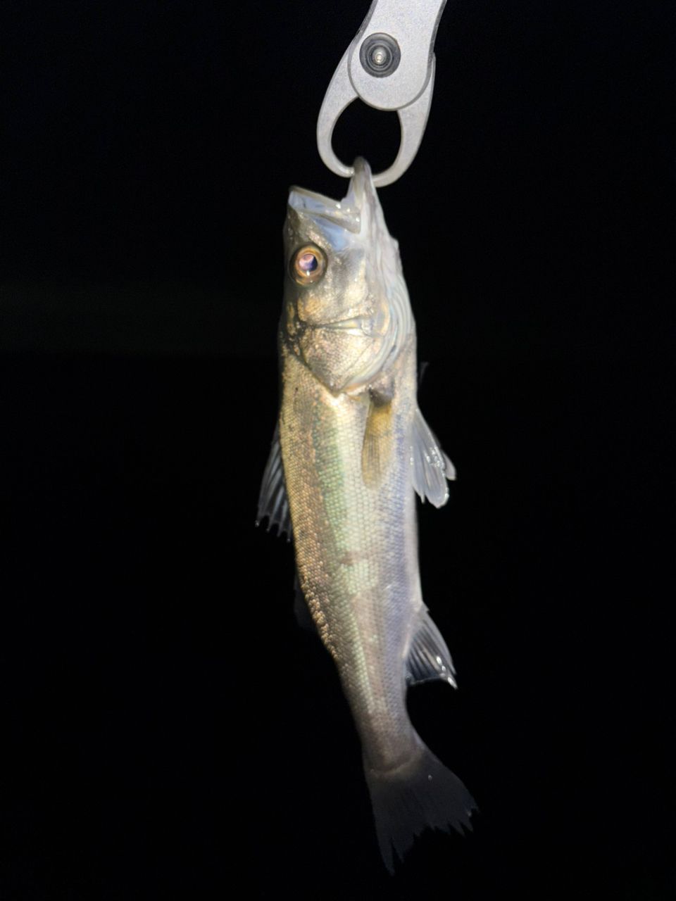 DAIWA 21ラブラックス AGS 96MLの最安値・インプレ・釣果 | 本音