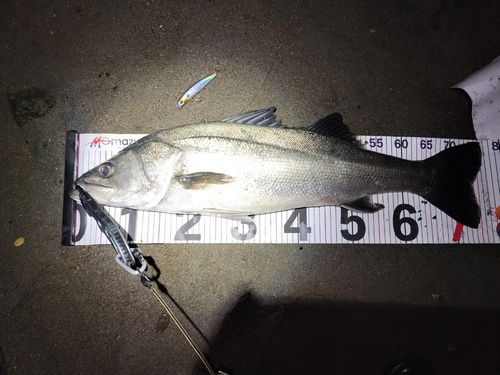 シーバスの釣果